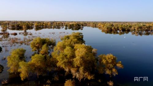 新疆尉犁嚴督生態環境 護航塔河兩岸美景