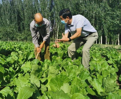 駐村干部引領鄉(xiāng)村振興 新疆村莊的富民與環(huán)保雙贏之路