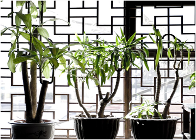 杭州綠植租賃，為生活添彩——花卉綠植租借與代管理的好處