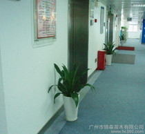廣州綠植 價(jià)格、批發(fā)與廠家指南，及花卉綠植租借與代管理服務(wù)