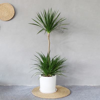 佛山植物租賃、租擺與售賣(mài)服務(wù) 綠植租借與代管理的便捷解決方案