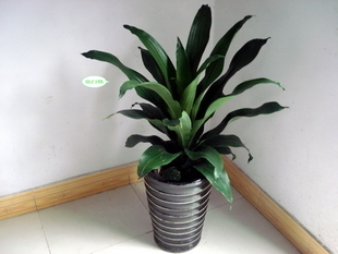 上海辦公室植物租擺服務(wù) 綠植盆栽租賃與專(zhuān)業(yè)代管理
