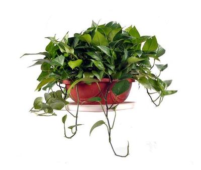 花卉出租服務(wù)，北京朝陽(yáng)區(qū)專業(yè)花卉綠植租擺公司，讓辦公空間與生活更添綠意