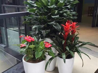 辦公室綠植花卉租賃與批發(fā)銷售 租一年送一個(gè)月，打造健康辦公環(huán)境