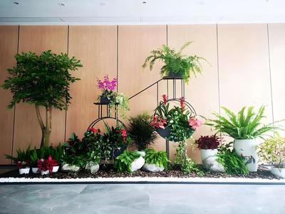 辦公室植物租賃服務(wù) 蛇口花卉綠植出租，上門養(yǎng)護(hù)與免費(fèi)更換無(wú)憂
