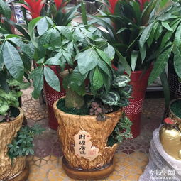 泉州綠植租擺服務 打造生機盎然的空間美學