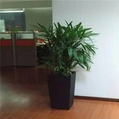 天津谷鑫亞泰花卉 綠植租賃、租擺服務與室內花卉設計專家