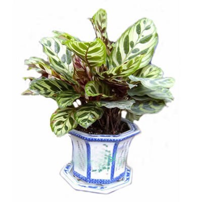 專業(yè)綠植租擺服務(wù)引領(lǐng)者 杭州綠航園藝，打造錢江新城綠色辦公與生活空間