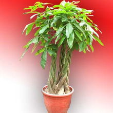 西安花卉租擺與花木租賃服務詳解